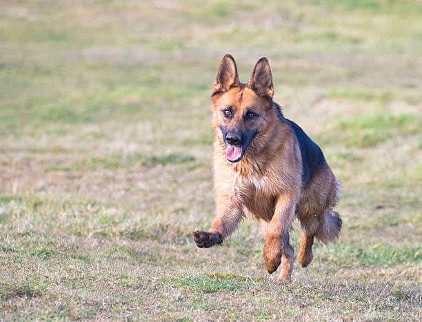 istock German Shepherd Dog running in park 466458310
