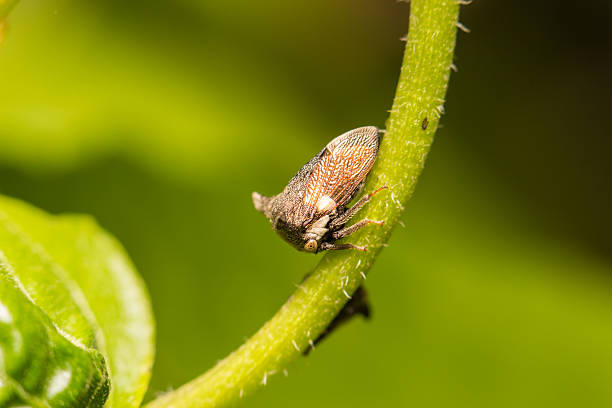 istock close-up insect in wild nature 466461092