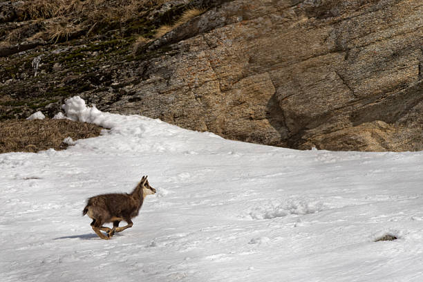 istock chamois deer portrait in the snow background 466461308