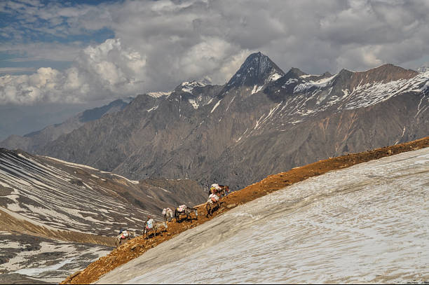 istock Donkeys in Himalayas 466461560