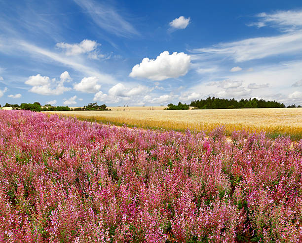 istock Beautiful provencal landscape 466462394