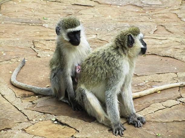 istock Vervet monkey, Chlorocebus pygerythrus in  Kenya 466462620