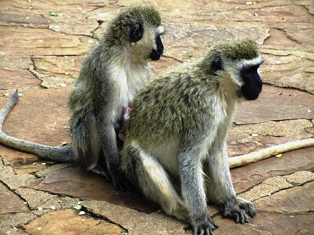 istock Vervet monkey, Chlorocebus pygerythrus in  Kenya 466462622