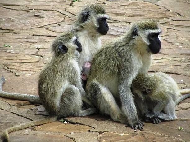 istock Vervet monkey, Chlorocebus pygerythrus in  Kenya 466462626