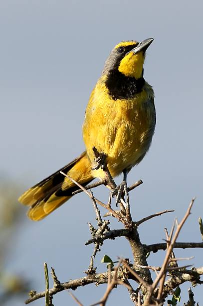 istock Bushshrike or Bokmakierie Bird 466464475