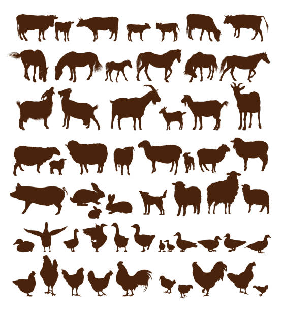 farm animals farm animals. set of vector icons on a white background farm silhouettes stock illustrations