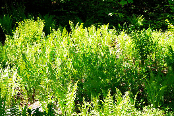 istock Fern leaves and bush in the summer forest 466465602