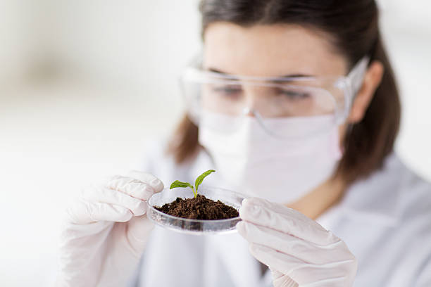 istock Female scientist analyzing plant and soil in the laboratory 466465662