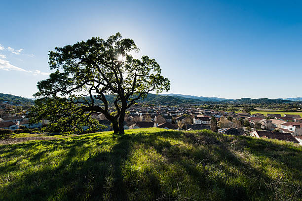 istock Oak tree on a grassy hill in field 466465678