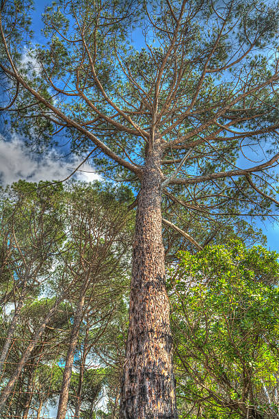 istock pine tree under a blue sky in Mugoni pinewood 466465784