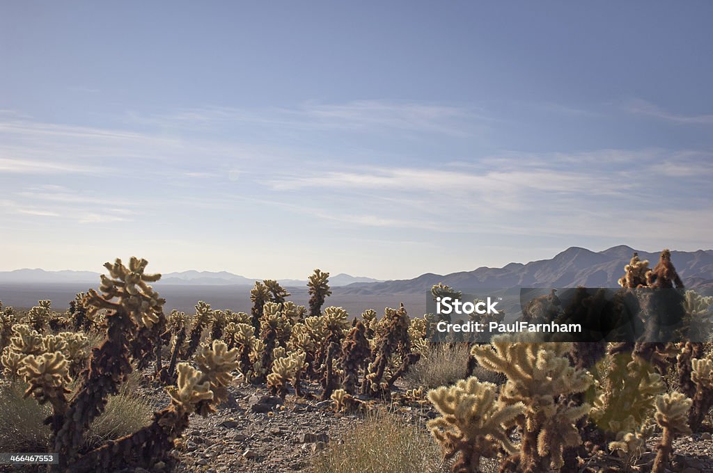 Mojave Пустыня Кактус и горы - Стоковые фото Без людей роялти-фри