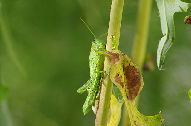 Green Grasshopper Close up of a green grasshopper on a plant in a flower bed. orthoptera stock pictures, royalty-free photos & images