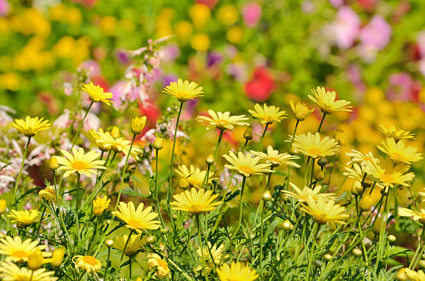 istock Golden Marguerite, Anthemis tinctoria 466468274