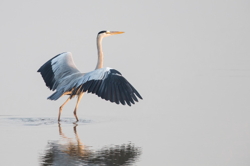 Grey Heron standing in water with open wings, face to sunrise
