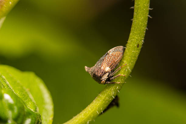 istock close-up insect in wild nature 466468472