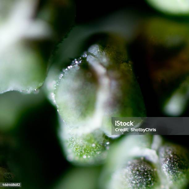 Broccoli Florets Stock Photo - Download Image Now - 2015, Biology, Brassica