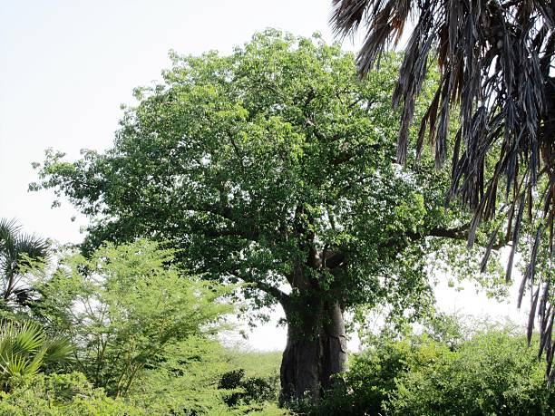 istock Baobab Tree green and very old in Kenya Spring 466468934