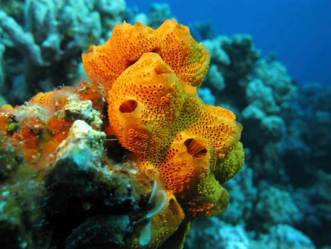 coral reef con esponja en el fondo del mar tropical photo