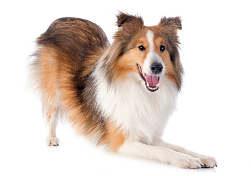 portrait of a purebred shetland dog in front of white background