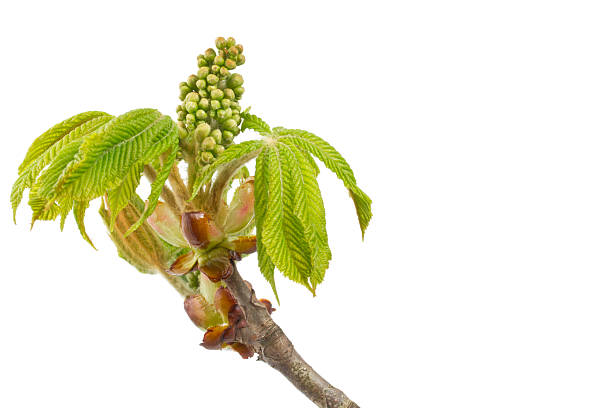 istock Buds and spring leaves of a chestnut tree 466471777