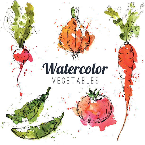 illustrations, cliparts, dessins animés et icônes de ensemble de légumes aquarelle - vector illustration and painting food cooking