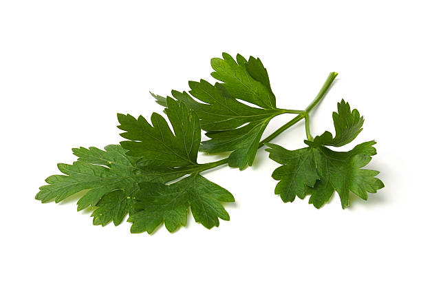 istock Green parsley leaves 466472489