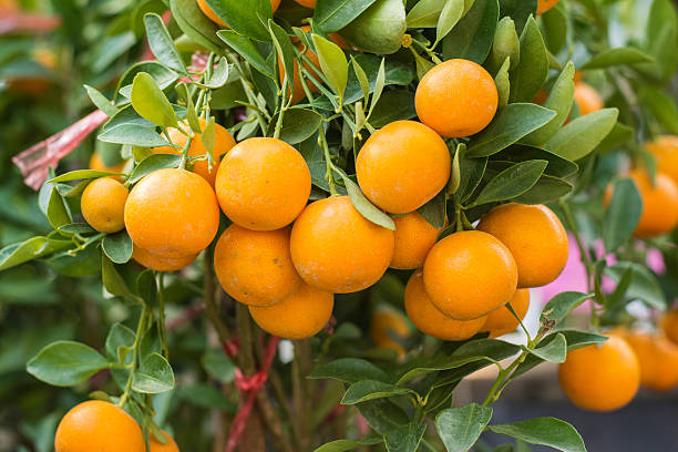 istock branch orange tree fruits green leaves 466472633