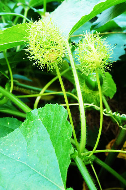 Passiflora foetida Passiflora foetida in the garden of thailand olacaceae stock pictures, royalty-free photos & images