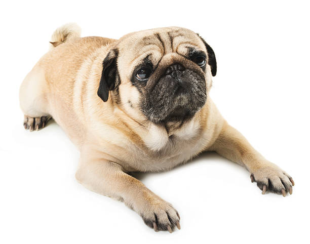 istock Close-up of Pug 466475562