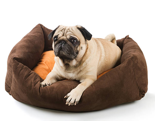 istock Close-up of Pug 466475564