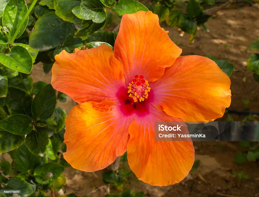 Orange Hibiscus Flower Single flower of hibiscus. Orange color. Growing in the nature. 2015 Stock Photo
