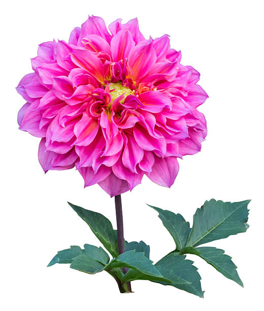 istock Pink dahlia flower 466477055