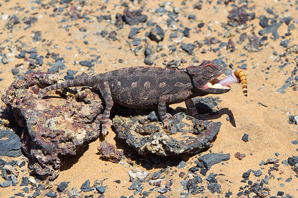 istock Namaqua Chameleon hunting in the Namib desert 466479275