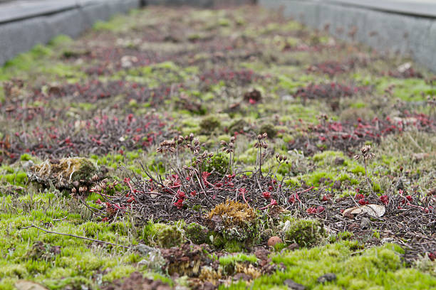 istock Garden Green roof Moss 466481529