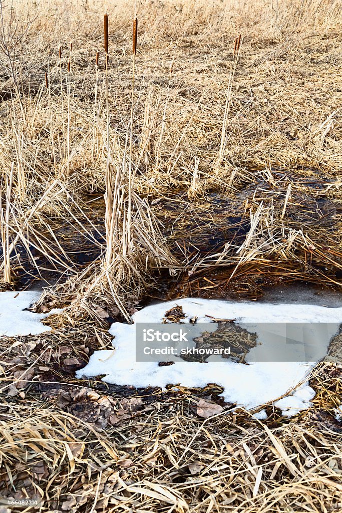 Cattails in a Wetland Area Cattails in a Minnesota wilderness wetland area. 2015 Stock Photo