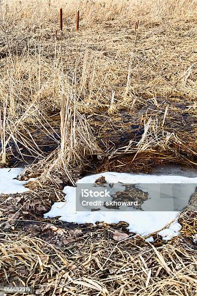 Cattails In A Wetland Area Stock Photo - Download Image Now - 2015, Cattail, Close-up