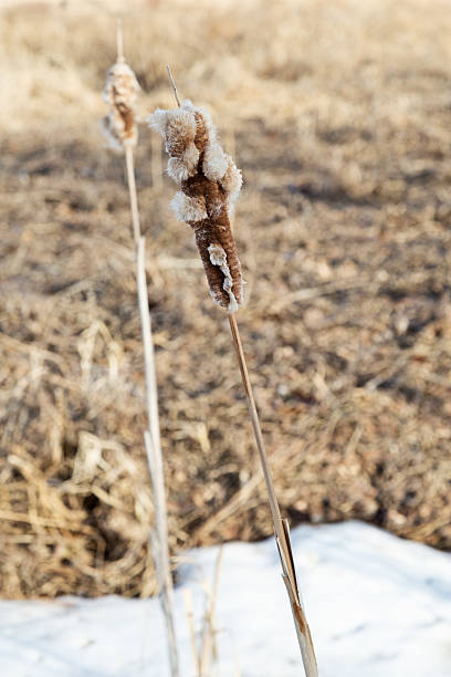 istock Cattails in a Wetland Area 466482324