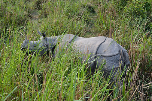 Rhino in the grassland of Kaziranga National Park.