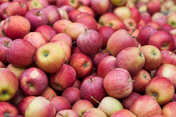 cientos de manzana - agriculture autumn apple greengrocers shop fotografías e imágenes de stock