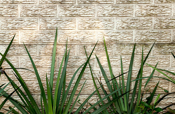 istock Green Iris Leaves Against Precast Concrete Wall 466487377