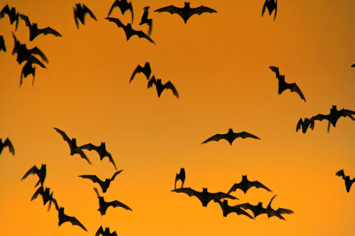 A lot of bats flaying in the evening sky to search for food.Picture is toned.