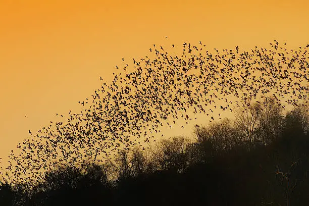 Photo of Swarm of Bats