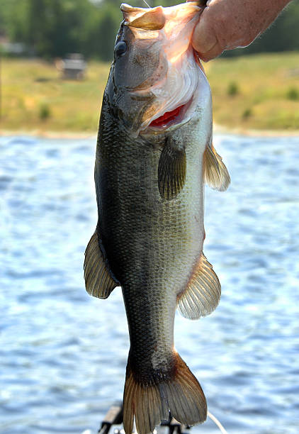istock Arkansas Bass 466490745