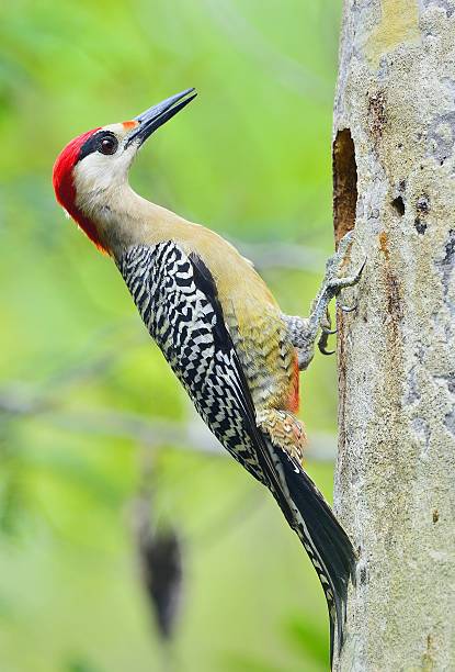 istock West Indian Woodpecker (Melanerpes superciliaris) 466491587