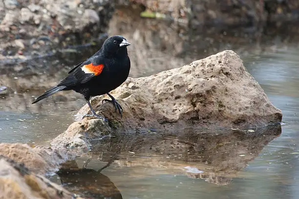 Photo of Male Red-winged Blackbird in the marsh
