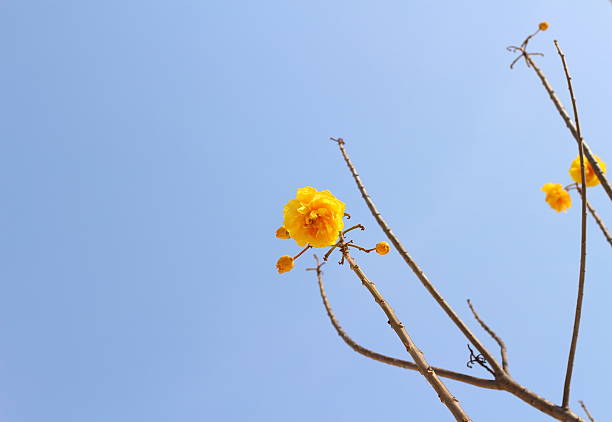 istock Yellow flower on blue sky background 466493944
