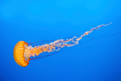 Bright jellyfish swim in an aquarium