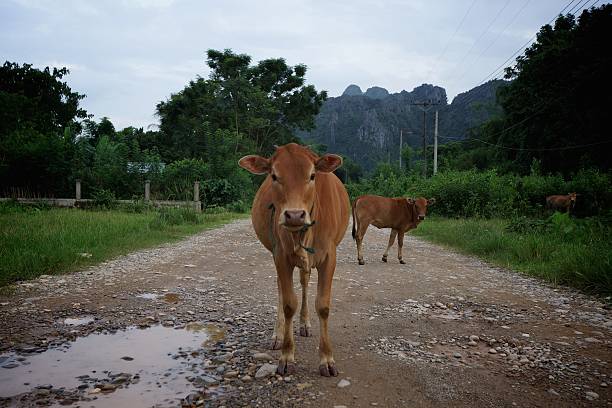 Cows on the road in Vang Vieng, Laos.