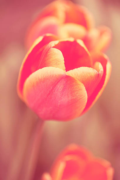 Tulipano rosso - foto stock