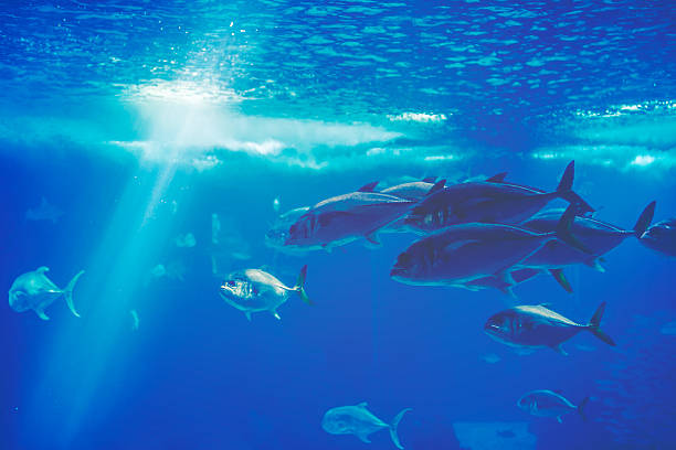 Fish in a big blue aquarium